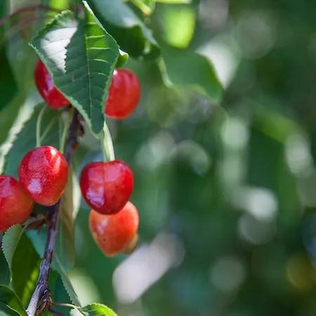 Agriturismo San Lorenzo