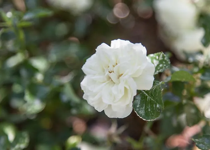 Agriturismo San Lorenzo *