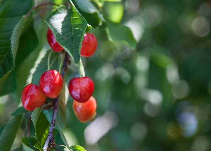 Agriturismo San Lorenzo